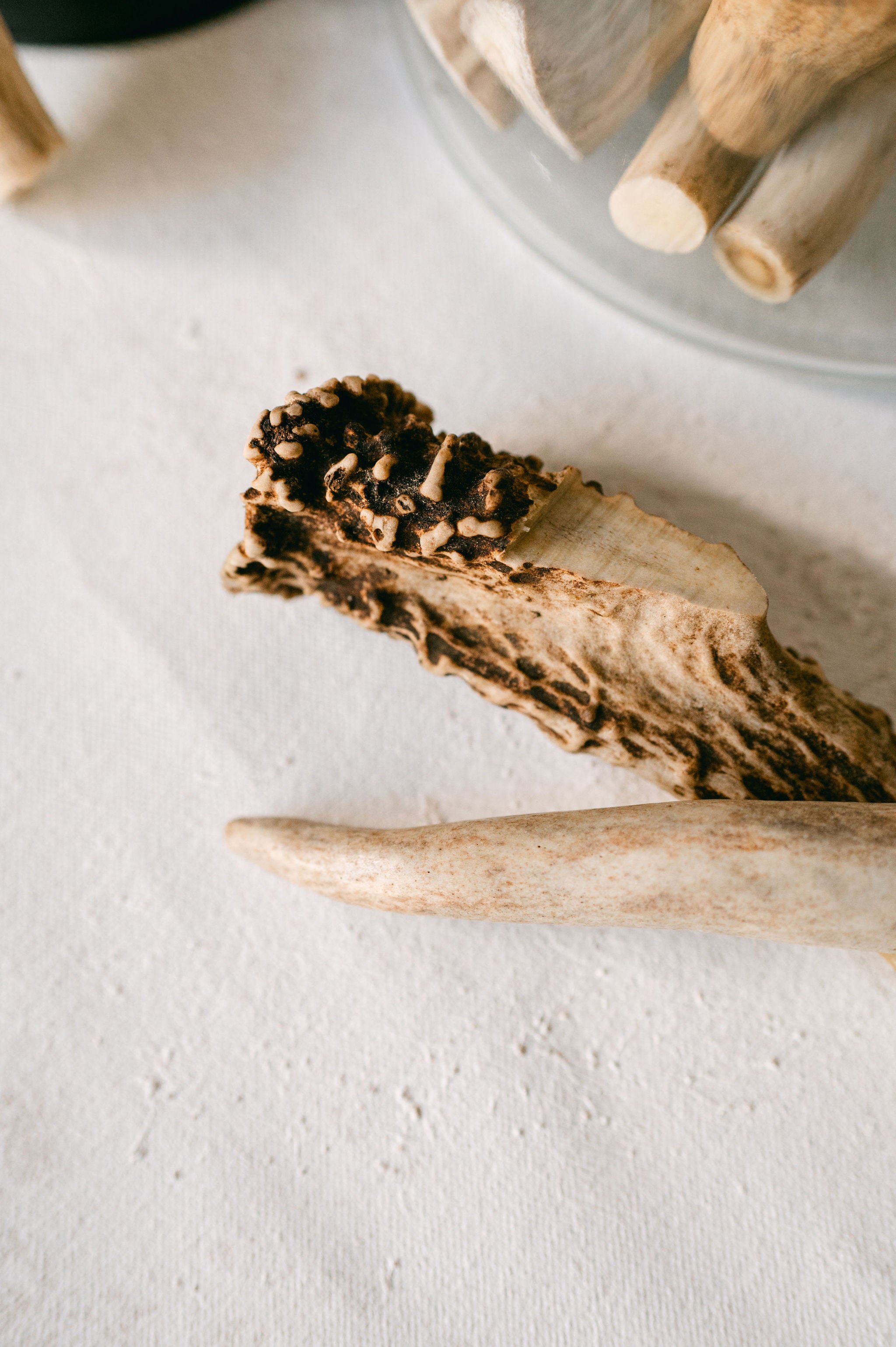 Deer Antler-Dog chew
